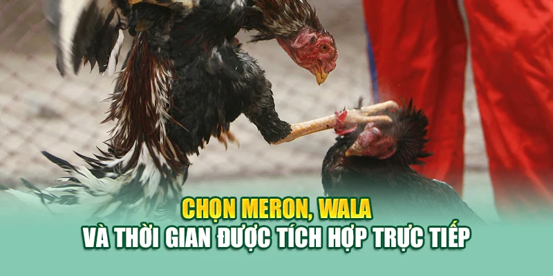 Đá Gà Thomo 79King – Trải Nghiệm Kịch Tính Từng Phút Giây 2 Chọn Meron, Wala và thời gian được tích hợp trực tiếp