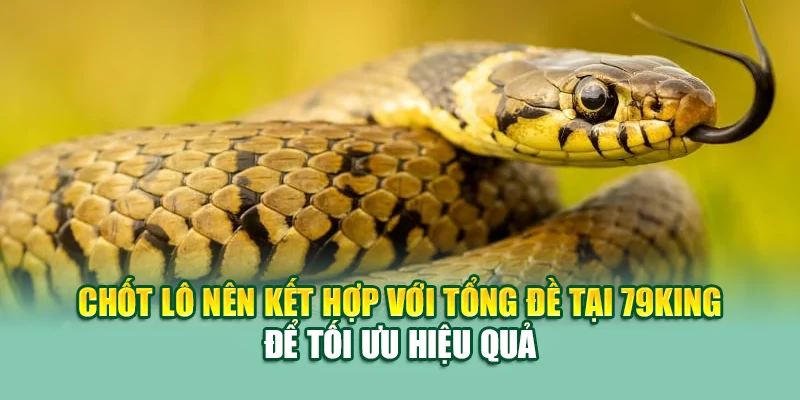 Mơ Thấy Rắn Đánh Con Gì? Gợi Ý Số Lô Chuẩn Xác Từ 79king 4 Chốt lô nên kết hợp với tổng đề tại 79King để tối ưu hiệu quả