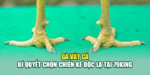 Gà Vảy Cá – Bí Quyết Chọn Chiến Kê Độc Lạ Tại 79King