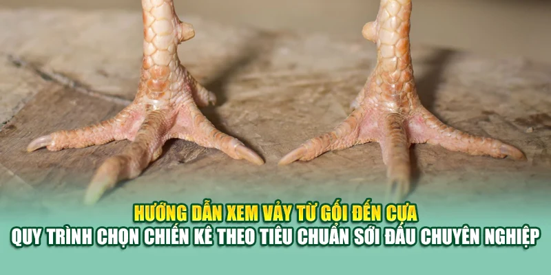 78 Vảy Gà Tốt Nên Chọi – Bí Quyết Chọn Chiến Kê Đỉnh Cao 2 Hướng dẫn xem vảy từ gối đến cựa – quy trình chọn chiến kê theo tiêu chuẩn sới đấu chuyên nghiệp