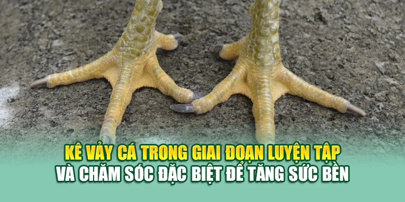 Gà Vảy Cá – Bí Quyết Chọn Chiến Kê Độc Lạ Tại 79King 2 Kê vảy cá trong giai đoạn luyện tập và chăm sóc đặc biệt để tăng sức bền