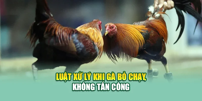 Luật Đá Gà – Hiểu Đúng Luật, Thắng Cược Dễ Tại 79King 2 Luật xử lý khi gà bỏ chạy, không tấn công