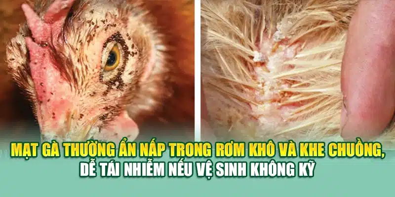 Các Bệnh Thường Gặp Ở Gà – Nguyên Nhân và Cách Phòng Trị 2 Mạt gà thường ẩn nấp trong rơm khô và khe chuồng, dễ tái nhiễm nếu vệ sinh không kỹ