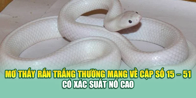 Mơ Thấy Rắn Đánh Con Gì? Gợi Ý Số Lô Chuẩn Xác Từ 79king 3 Mơ thấy rắn trắng thường mang về cặp số 15 – 51 có xác suất nổ cao
