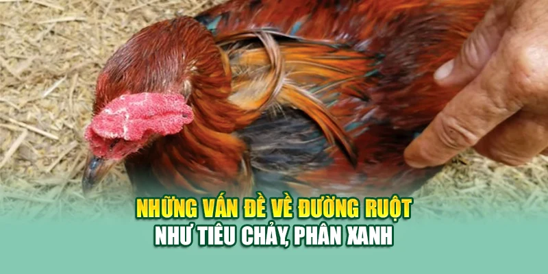 Các Bệnh Thường Gặp Ở Gà – Nhận Biết Sớm, Xử Lý Nhanh Tại 79King 2 Những vấn đề về đường ruột như tiêu chảy, phân xanh