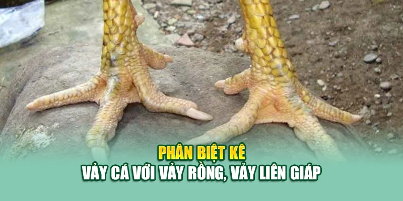 Gà Vảy Cá – Chiến Kê Phong Thủy Được Săn Đón Tại 79King 2 Phân biệt kê vảy cá với vảy rồng, vảy liên giáp