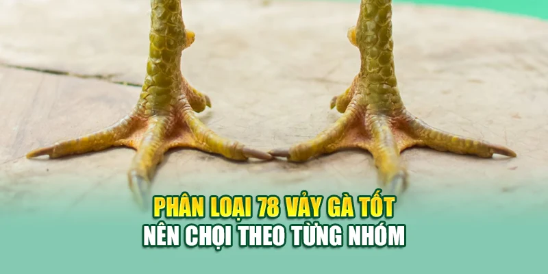 78 Vảy Gà Tốt Nên Chọi – Bí Quyết Chọn Chiến Kê Đỉnh Cao 1 Phân loại 78 vảy gà tốt nên chọi theo từng nhóm
