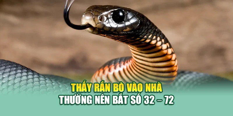 Mơ Thấy Rắn Đánh Con Gì? Gợi Ý Số Lô Chuẩn Xác Từ 79king 2 Thấy rắn bò vào nhà thường nên bắt số 32 – 72